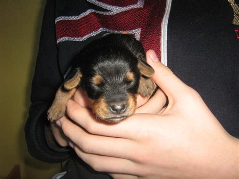 cane cucciolo in regalo|cani da adottare da regalo.